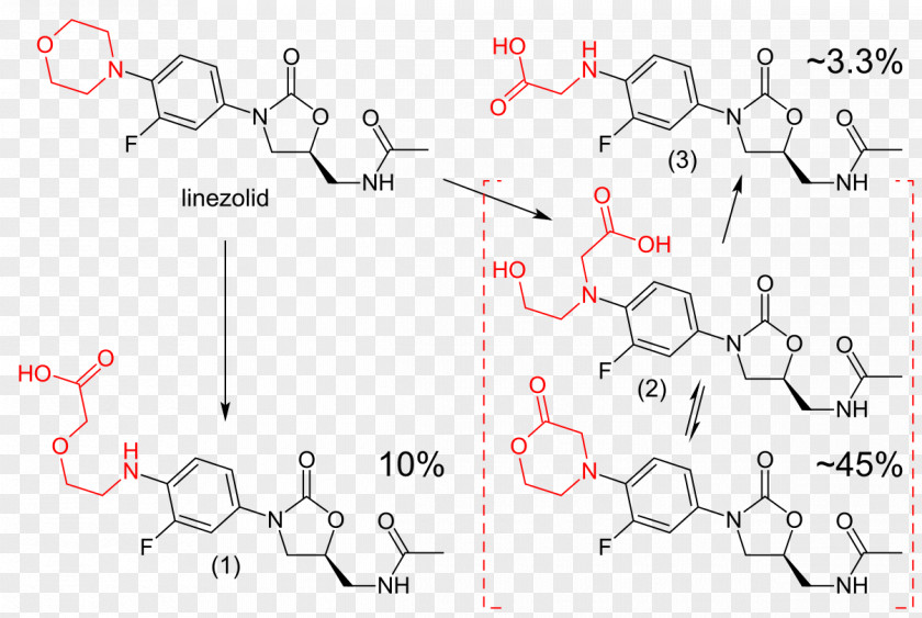 Metabolism Antibiotics Pharmaceutical Drug Therapy PNG