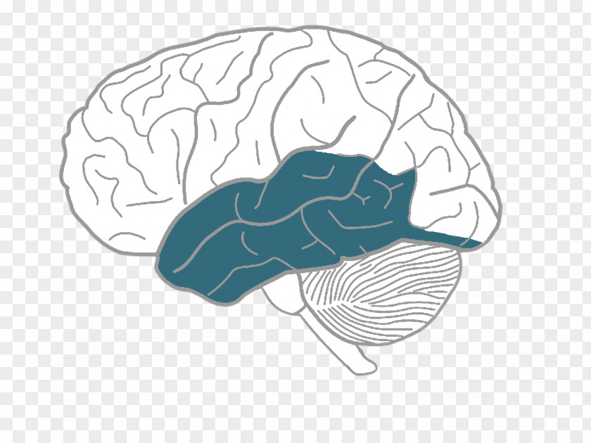 On The Brain Human Drawing Sketch PNG