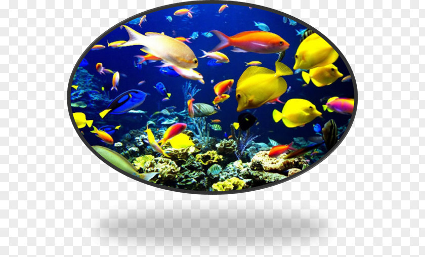 Sea Coral Reef Fish Tropical Ocean PNG