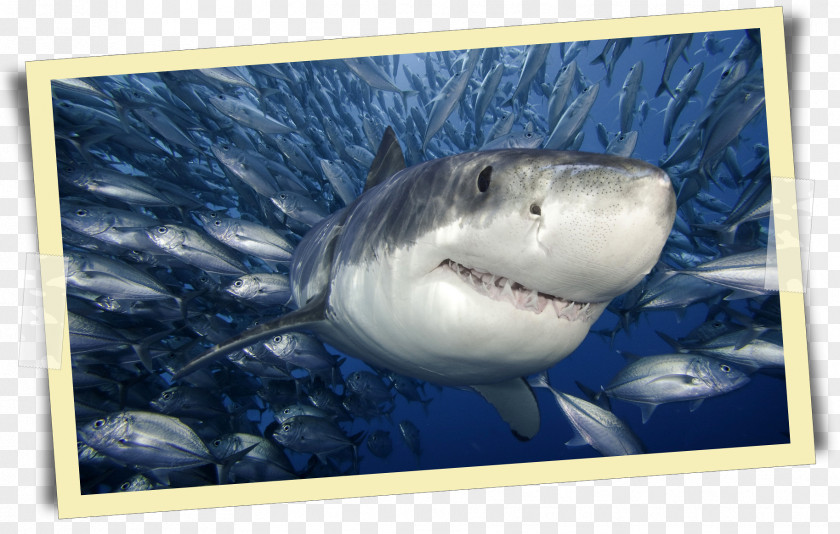 Shark Great White Cage Diving Megalodon Poster PNG