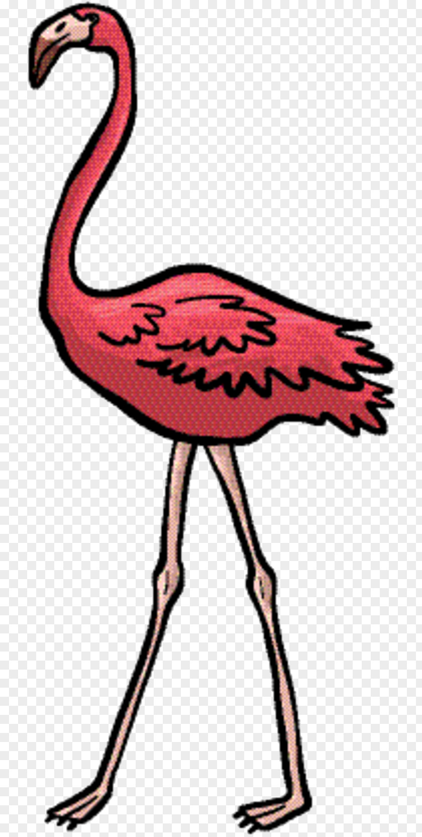 Water Bird Flamingo Pink PNG