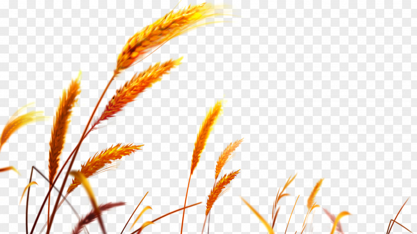 Wheat Golden Canon EF-S 18–55mm Lens Wallpaper PNG