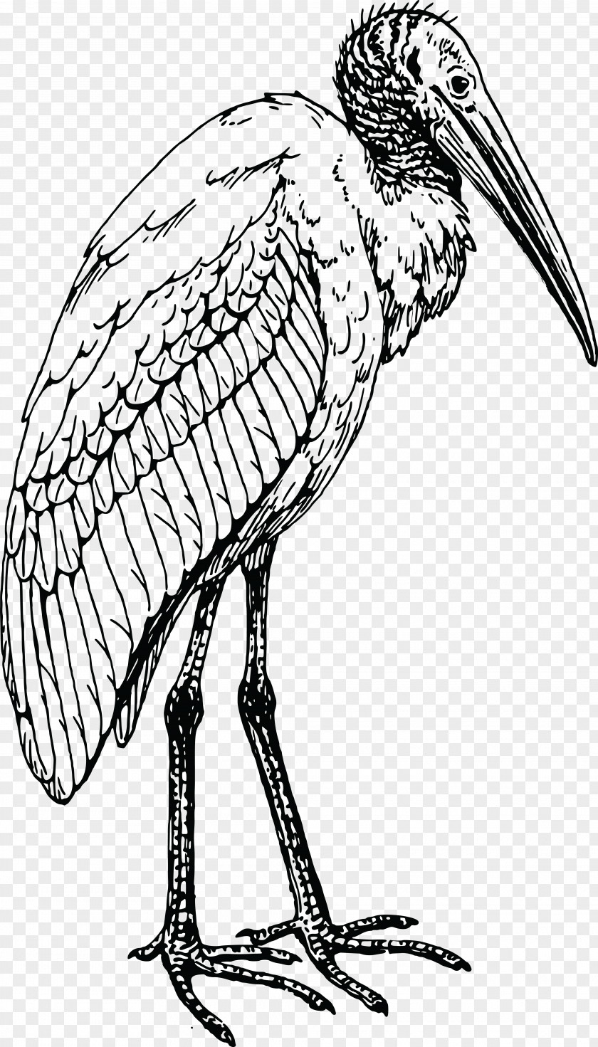 Bird Glossy Ibis Drawing PNG
