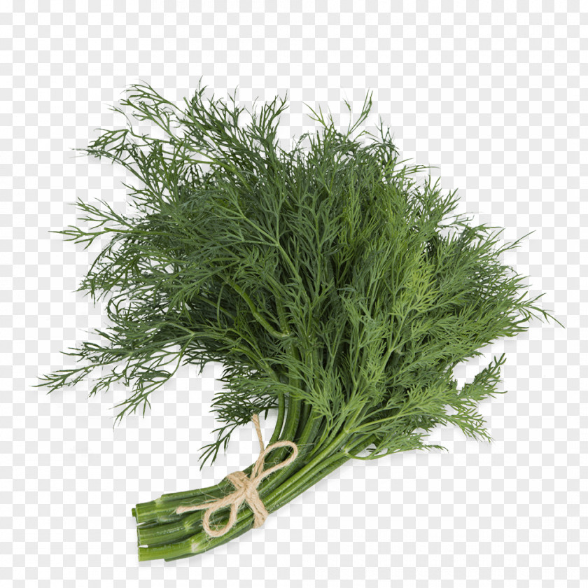 Dill Pennant Fennel Herb Parsley Spice PNG
