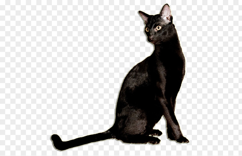 Family Cat Black Bombay Korat Burmese German Rex PNG