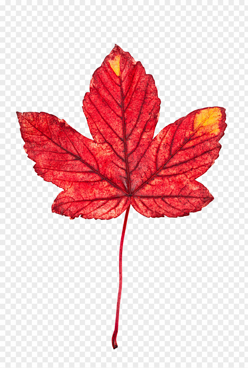 Red Maple Leaves PNG