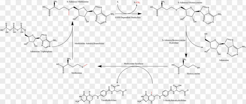 S-Adenosyl Methionine Adenosine Triphosphate Homocysteine Adenosylmethionine Decarboxylase PNG