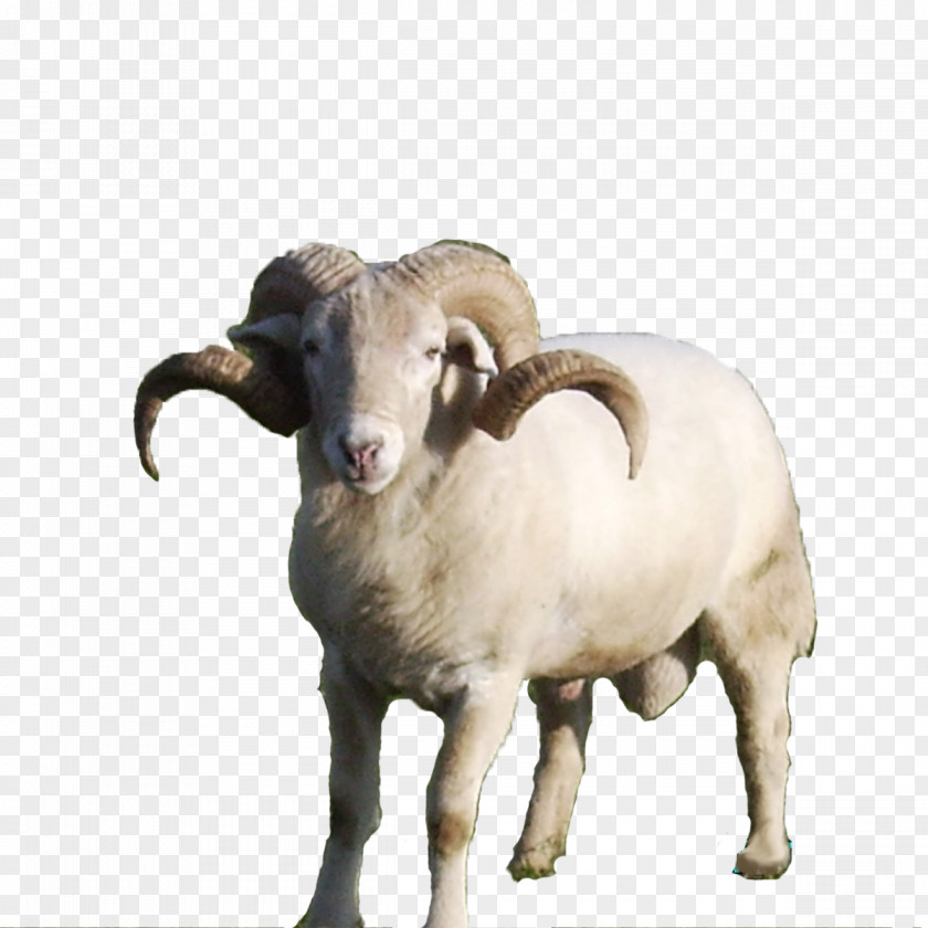 Sheep Argali Goat Rose PNG
