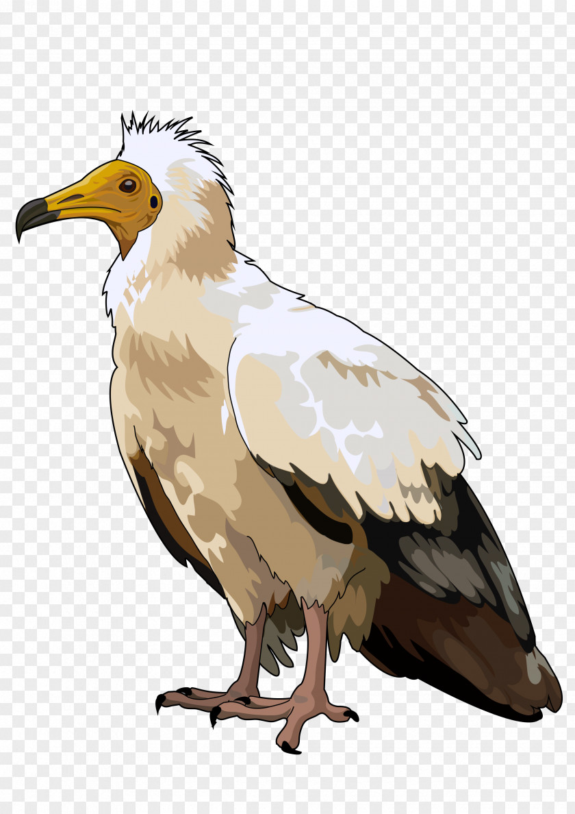 Bird Bald Eagle Domestic Canary Islands Vulture PNG