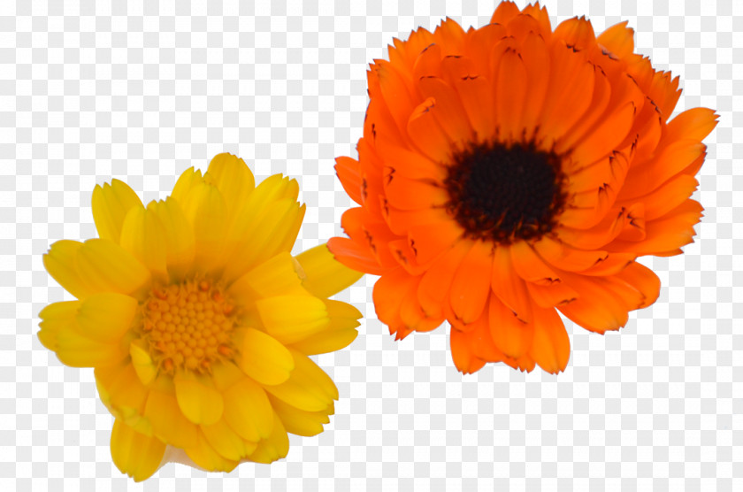 Herbes Common Sunflower Cut Flowers Daisy Family Calendula Officinalis PNG