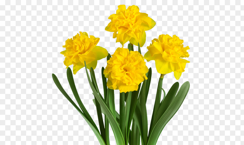 Narcissus Fa. Bisschops Daffodil Plant Cut Flowers PNG