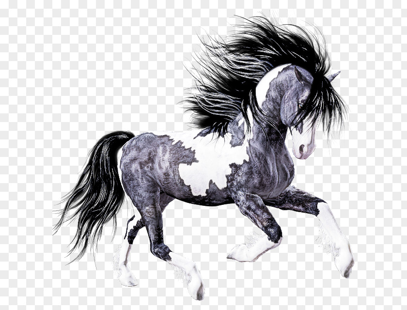 Shetland Pony Drawing Horse Mane Animal Figure Stallion Mare PNG