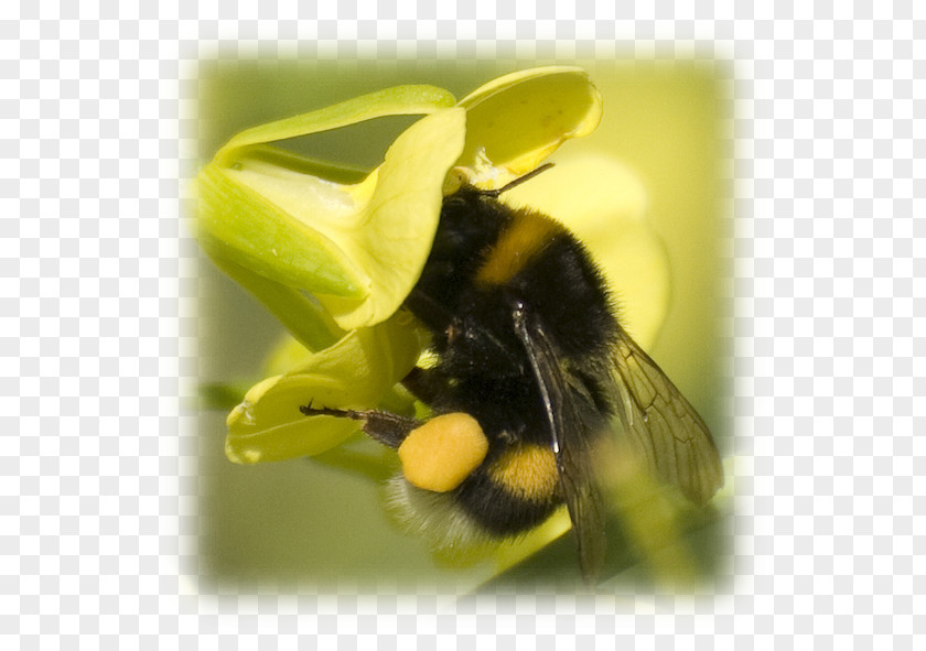 Azores Calma Do Mar São Jorge Island Faial Honey Bee Hiking PNG