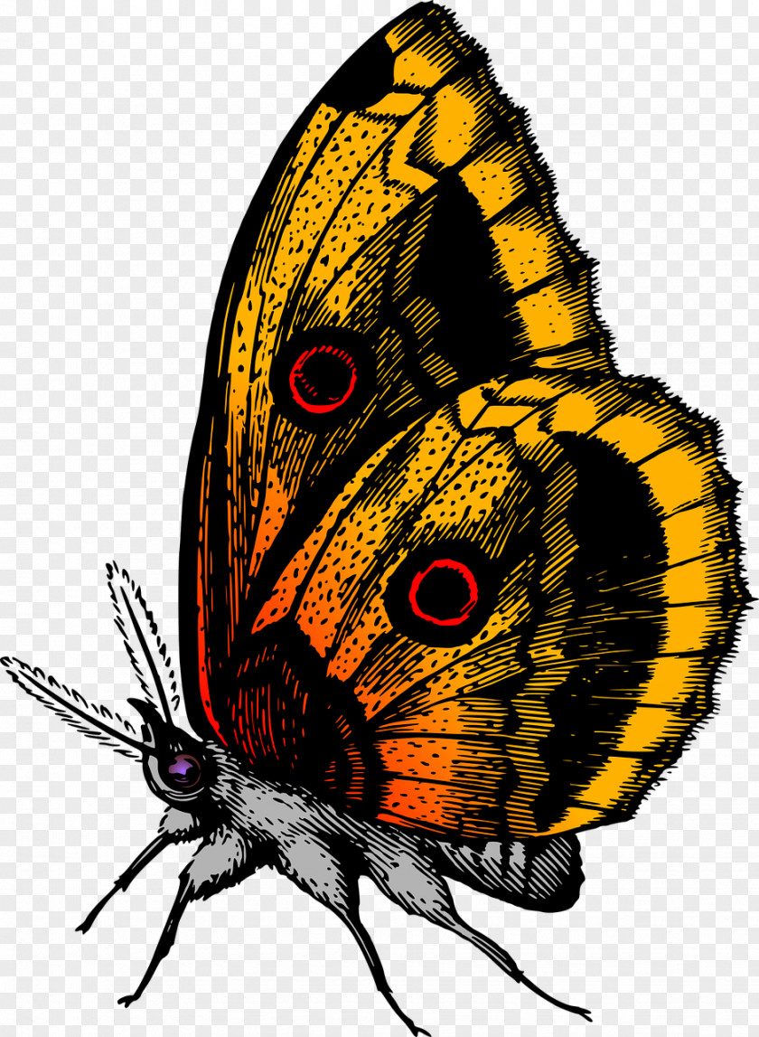 Butterfly Glasswing Color Insect Clip Art PNG