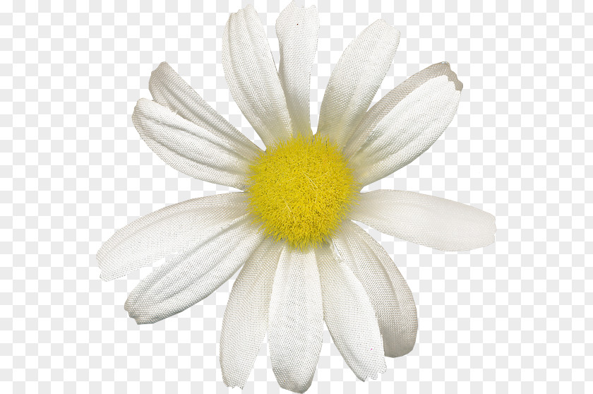 Chamomile Common Daisy Oxeye Margarita PNG