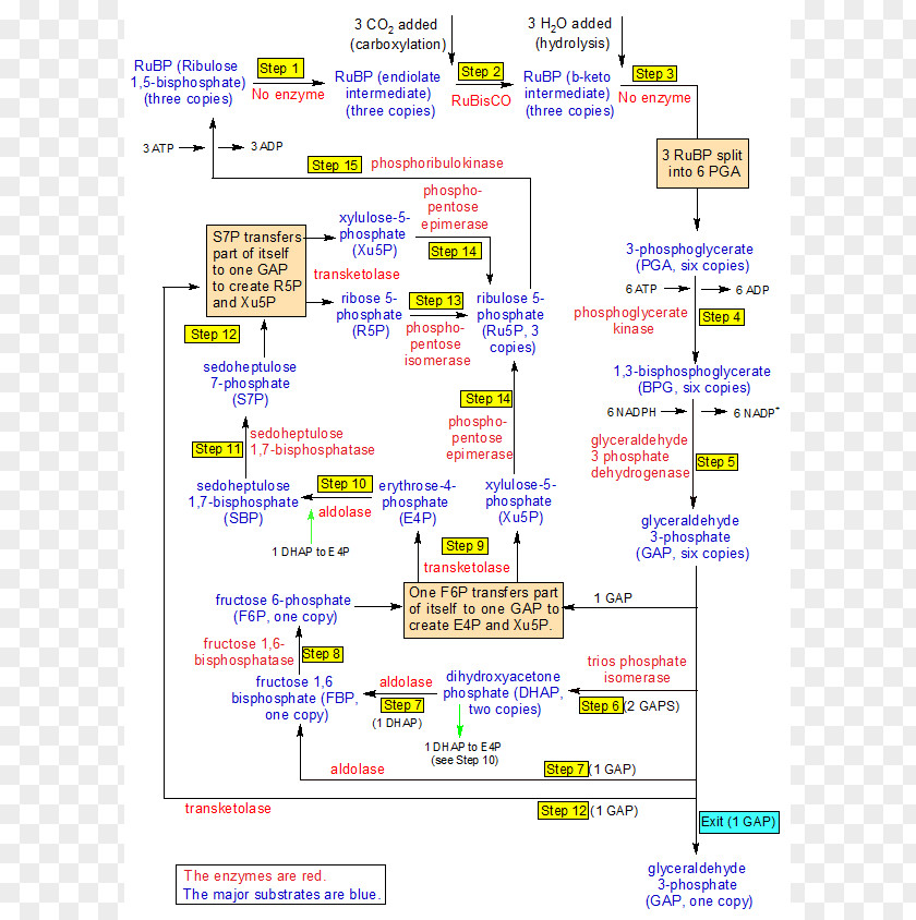 Step Flow Chart Web Page Line PNG