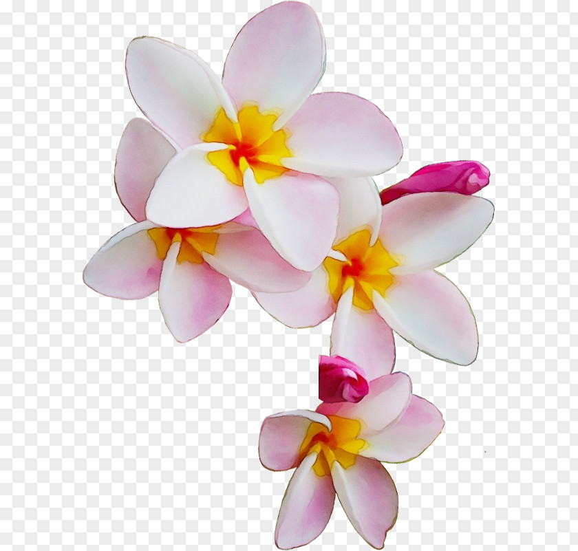 Flower Petal Frangipani Moth Orchid Plant PNG