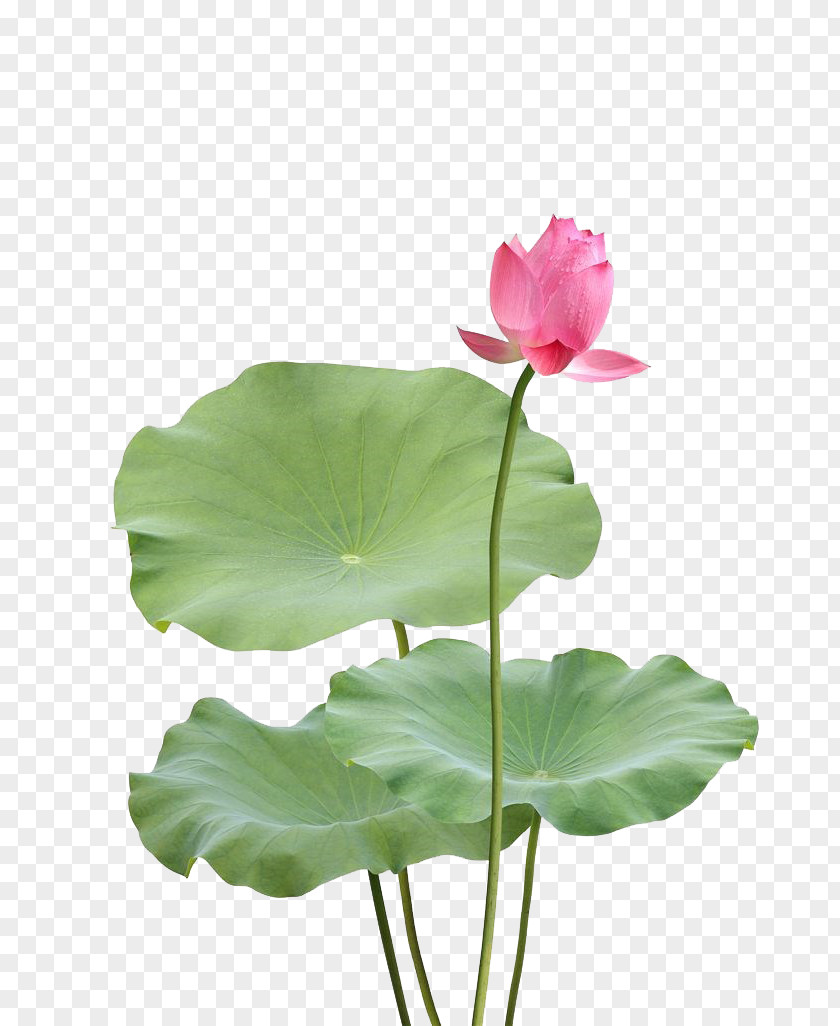 Lotus Photography Picture Nelumbo Nucifera Leaf PNG