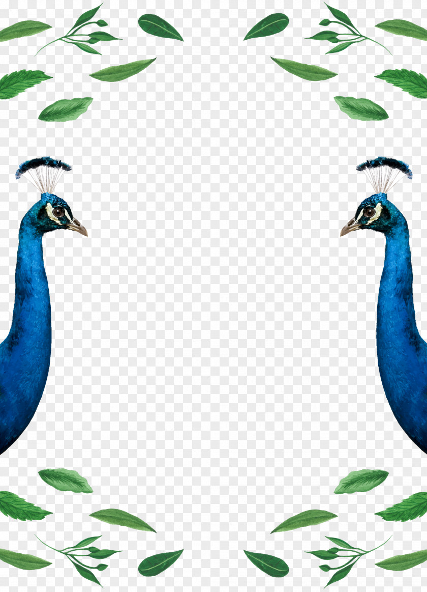 Peacock Wedding Invitation Paper Goose Duck PNG