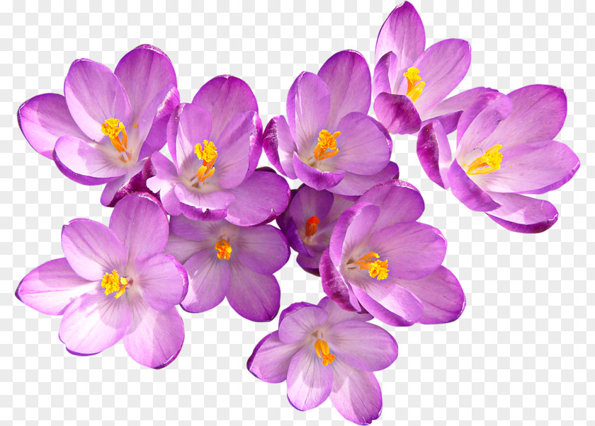 Red And Purple Crocus Autumn Flower PNG