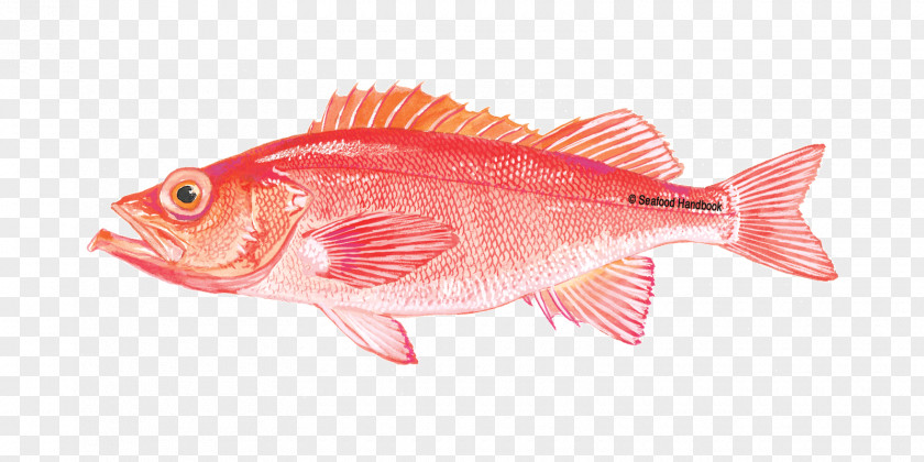 Tai Northern Red Snapper Grouper Fish Products Orange Roughy PNG