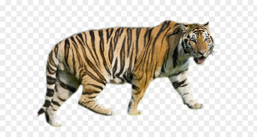 Tiger Internet Media Type Animal PNG