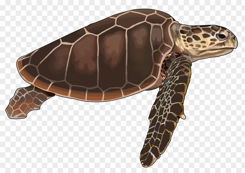 Turtle Loggerhead Sea Reptile Tortoise Cheloniidae PNG