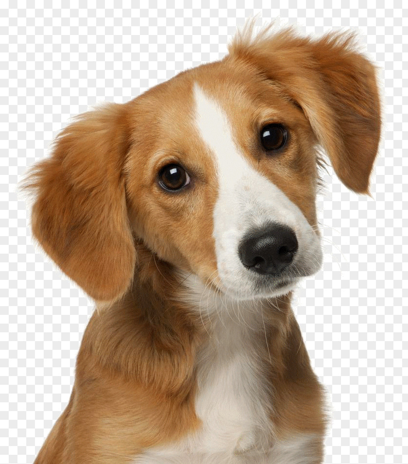 Cat Dog Veterinarian Pet Veterinary Medicine PNG