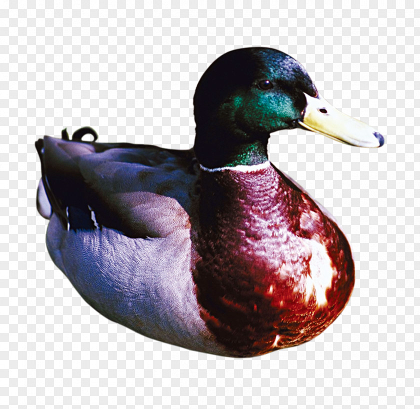 Drake Mallard Salted Duck Egg Bird Feather PNG