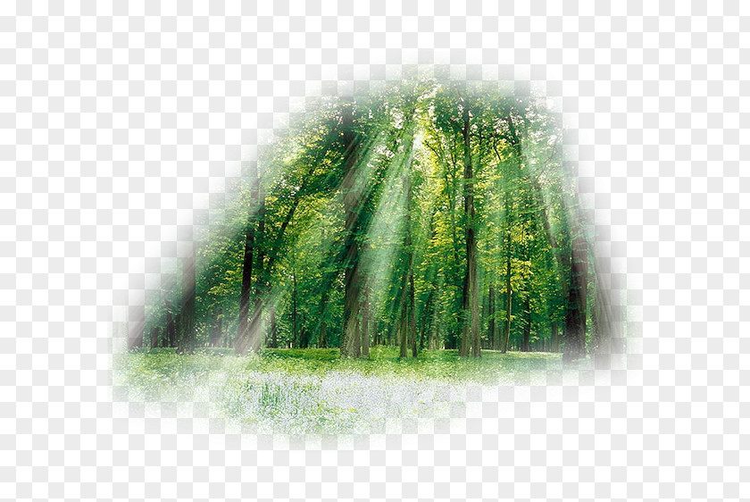 Forest Landscape Painting Nature Tree PNG