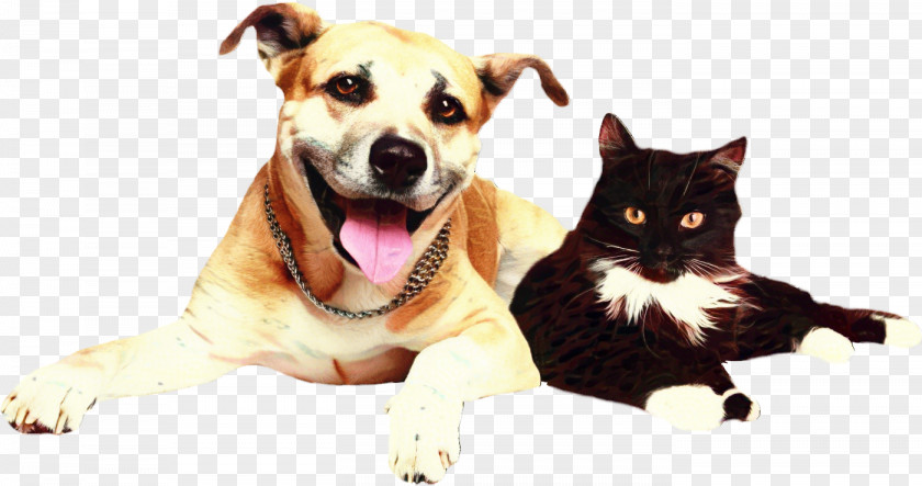 Kitten American Staffordshire Terrier Dog And Cat PNG