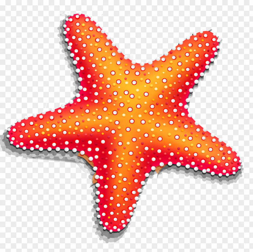 Sabbia Starfish Drawing PNG