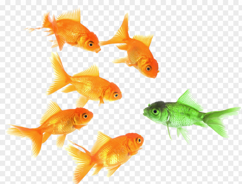 Science Goldfish Feeder Fish Probabilità E Statistica Per L'ingegneria Le Scienze Marine Biology PNG