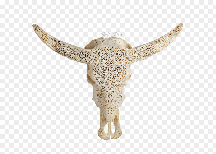 Skull Animal Skulls Cattle XL Horns PNG