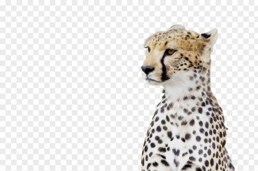 Snout Small To Mediumsized Cats Cheetah Terrestrial Animal Wildlife Figure Medium-sized PNG