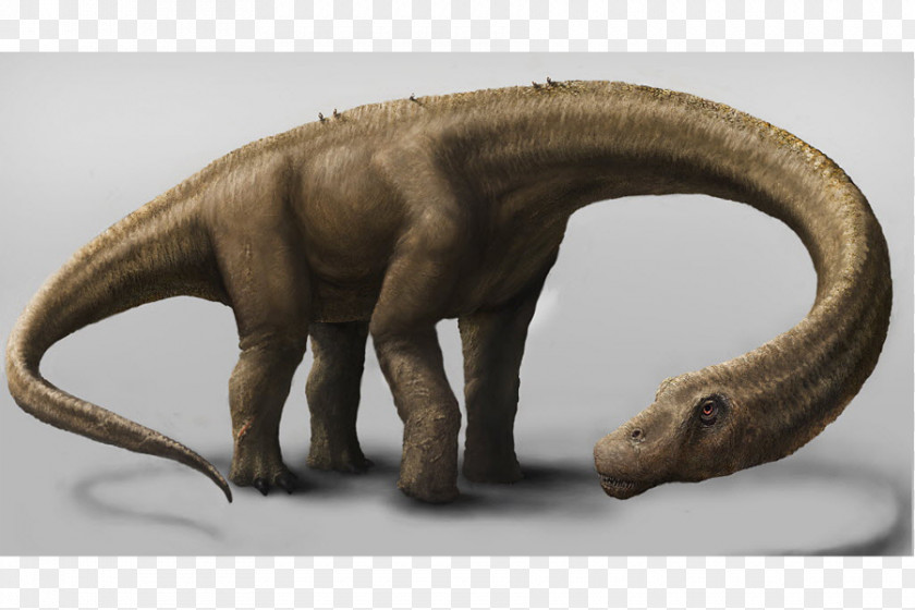 Dinosaur Size Dreadnoughtus Turiasaurus Tyrannosaurus PNG