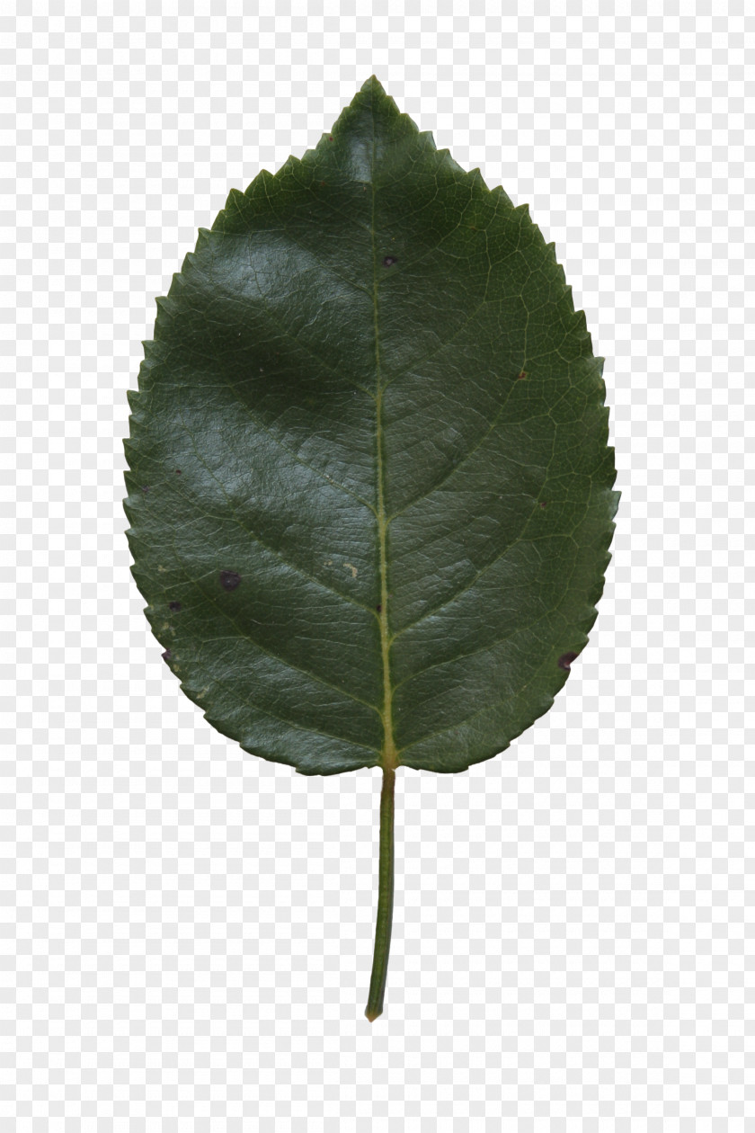 Green Leaves Leaf Silver Birch Paper River Betula Alleghaniensis PNG