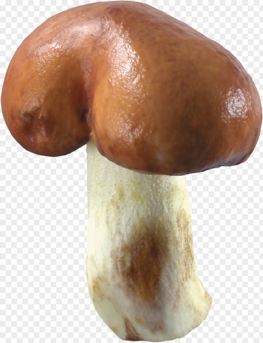 Mushroom Shiitake Pleurotus Eryngii Medicinal Fungi Medicine PNG