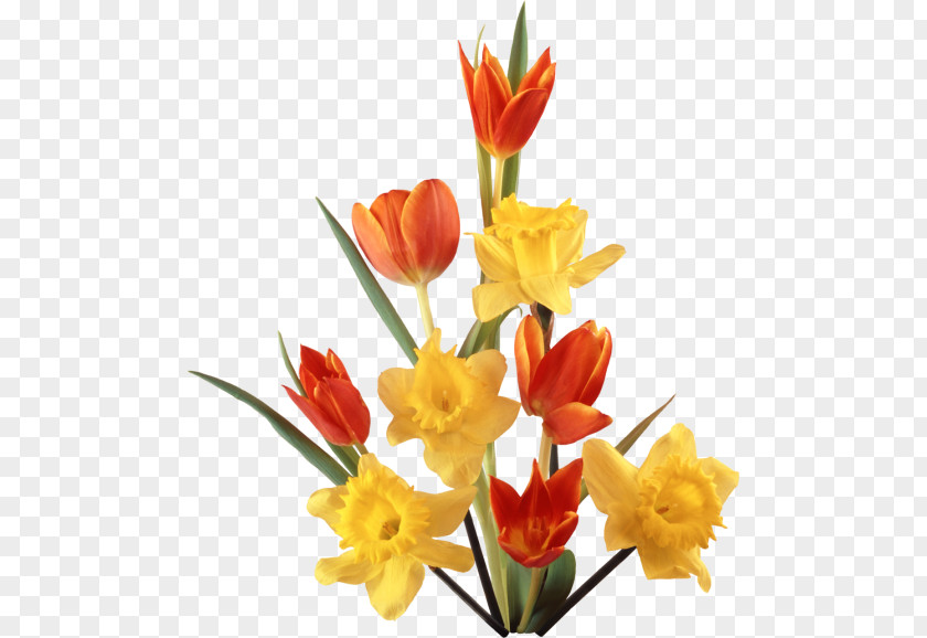 Tulip Daffodil Clip Art PNG