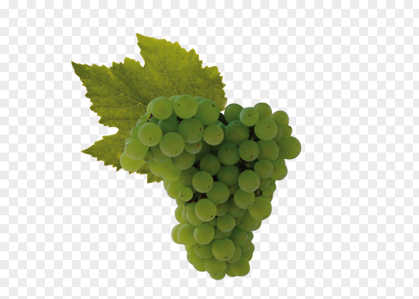 Wine Sultana Raboso Grape Uva Di Troia PNG