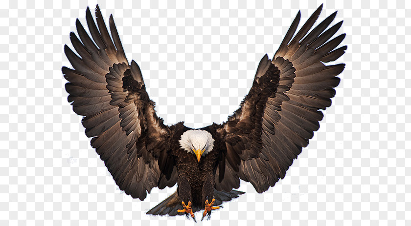 Aguilas Bald Eagle Bird Of Prey Golden PNG