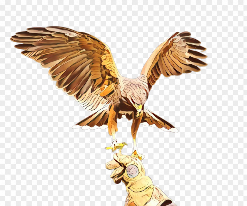 Eagle Wing Golden Bird Of Prey PNG