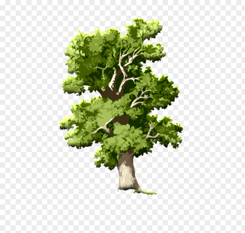 Macaron Tree English Oak Clip Art Acorn Root PNG