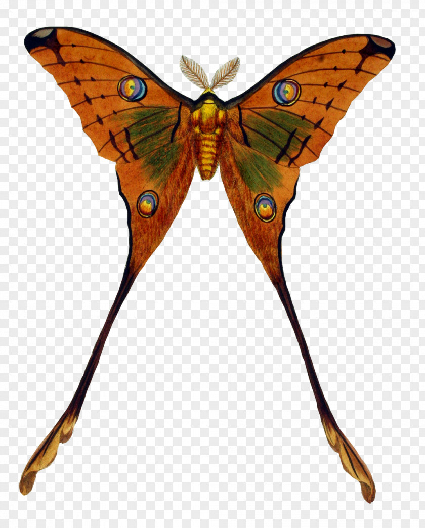 Peacock Butterfly Insect Clip Art PNG