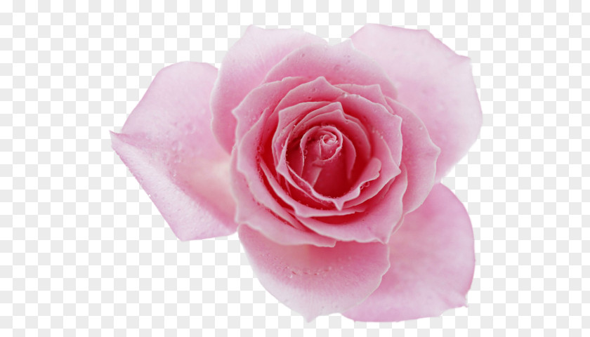 Rose Desktop Wallpaper Pink Flowers Clip Art PNG