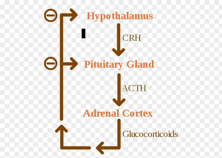 Feedback Negative Glucocorticoid Adrenal Gland Cortex Endocrine System PNG