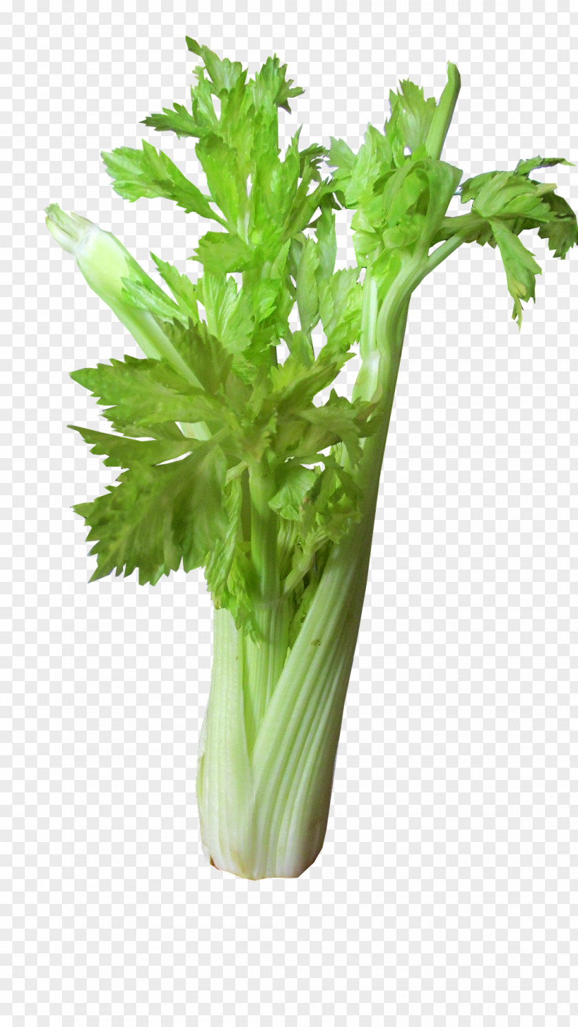 Green Salad Celery Leaf Vegetable Bloody Mary Juice PNG