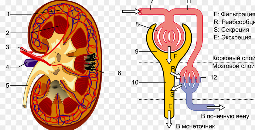 Kidney Renal Hilum Nephron Pelvis Ureter PNG