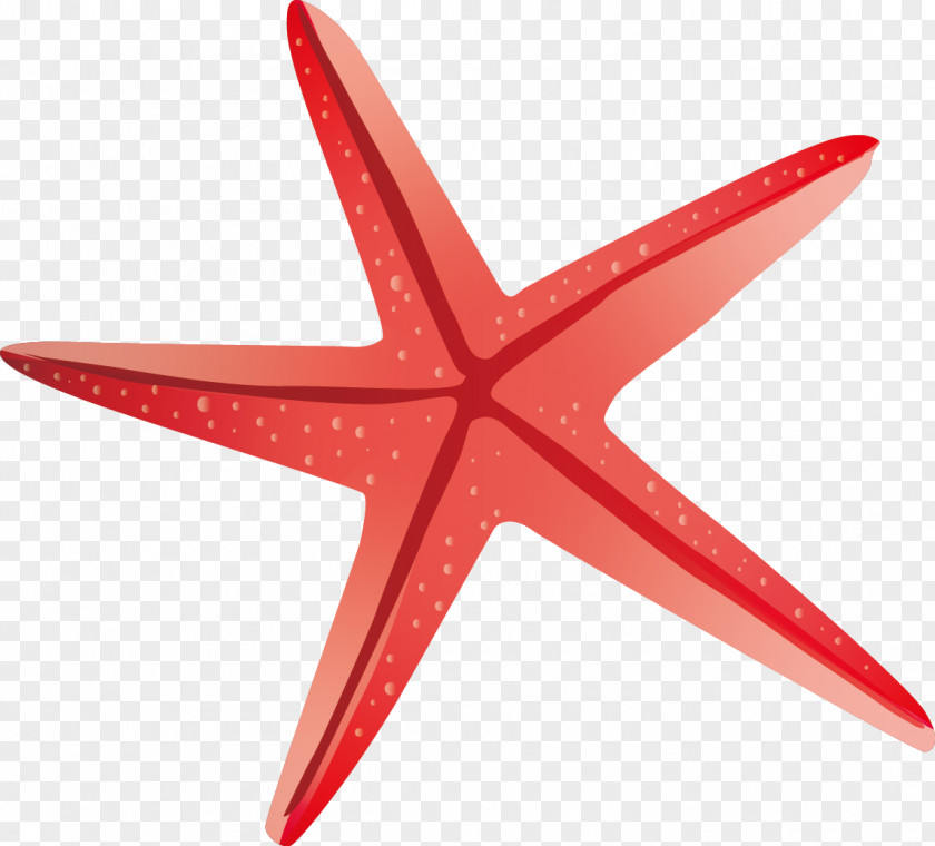 Red Starfish Vector Playa De La Arena Beach PNG