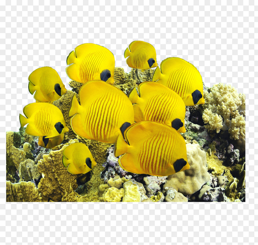 Sea Saltwater Fish Yellow Tang Underwater PNG